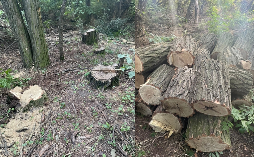 Завдали збитків більш ніж 100 тисяч гривень: у Синельниківському районі викрили групу лісорубів
