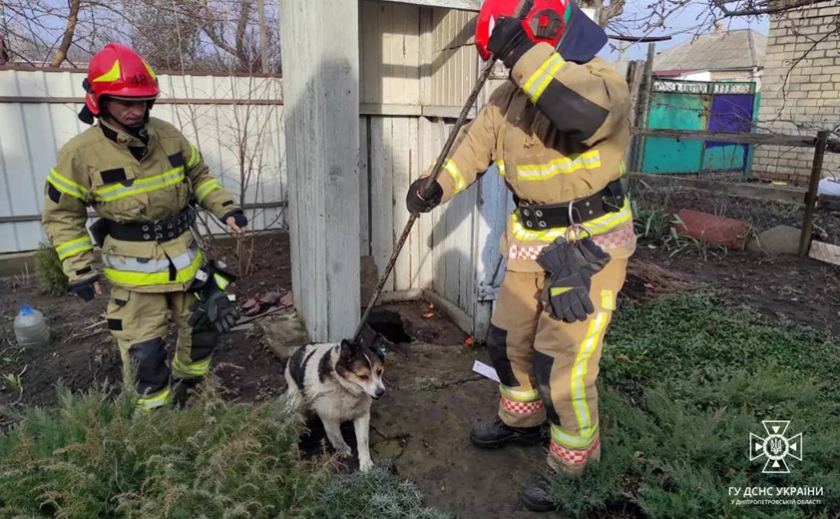 Надзвичайники Синельниківщини врятували собаку, яка впала у вигрібну яму
