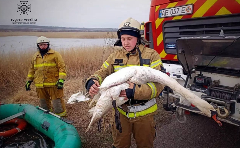 Примерз до криги: у Синельниківському районі надзвичайники врятували лебедя