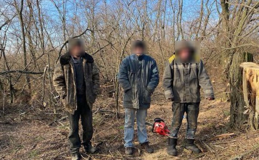 Незаконна порубка дерев майже на 300 тисяч гривень: поліція Синельниківського району затримала трьох «лісорубів»