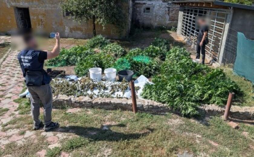 Поліцейські м. Синельникове повідомили чоловікові про підозру у вирощуванні та зберіганні наркотиків
